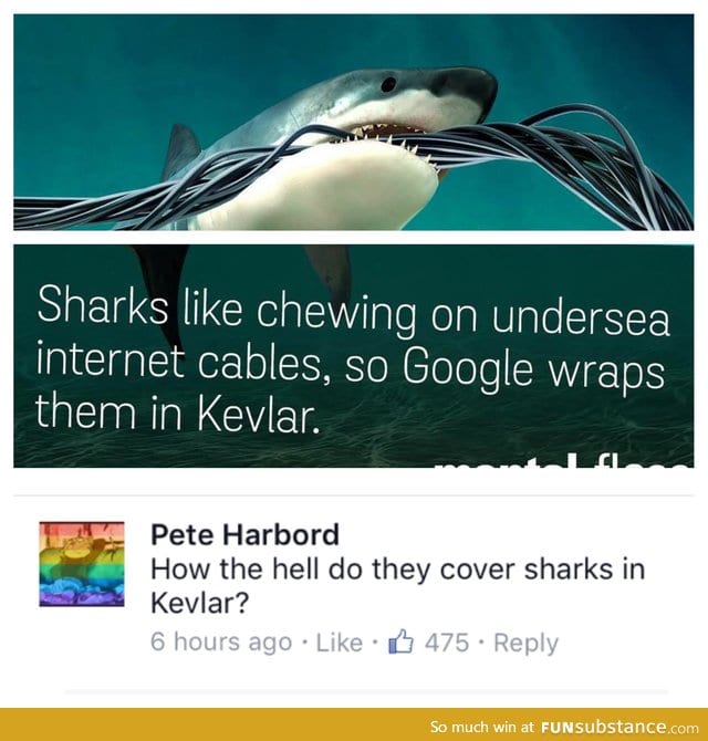 Sharks need fiber for a balanced diet