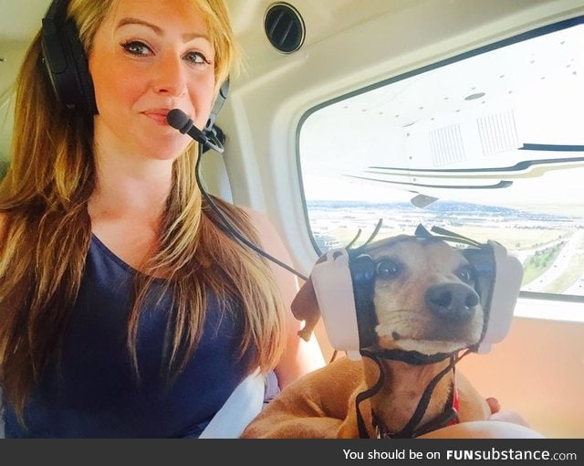 Puppy on his first flight