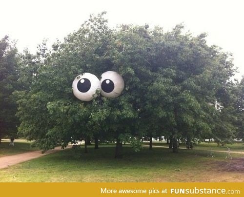 Someone put giant googly eyes in this tree