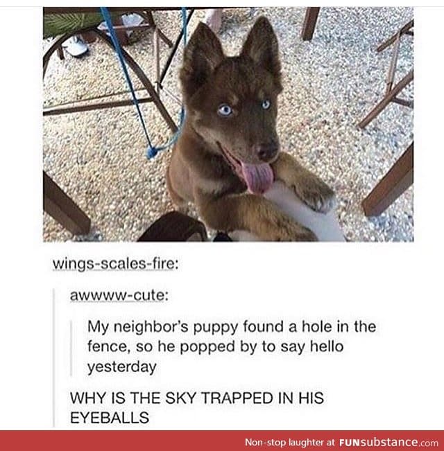 This f*cking puppy