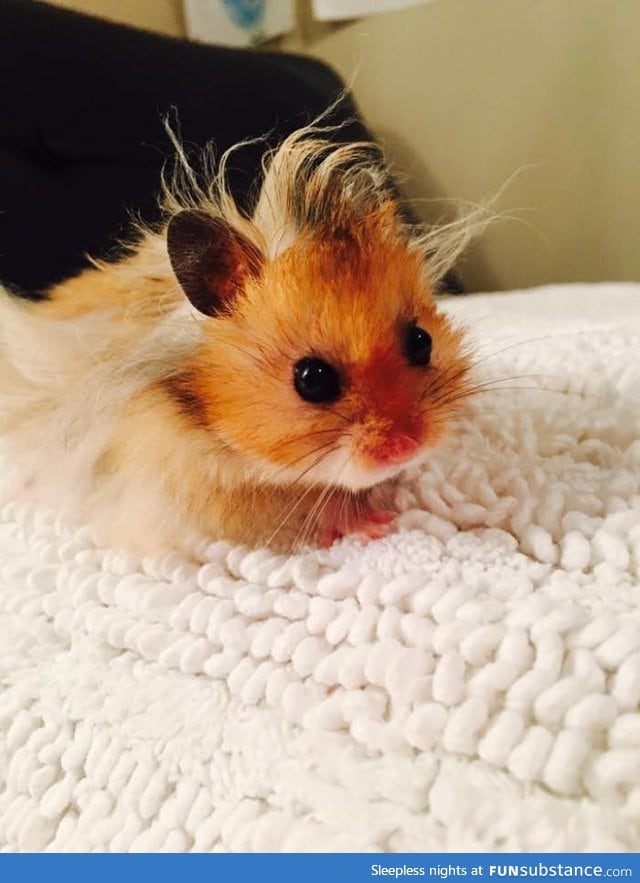 Baby hamster has a bad hair day