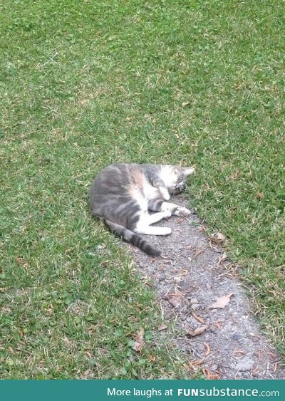 Mittens, the comet cat, has struck Earth