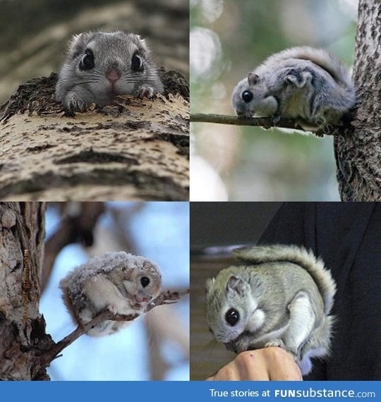 Japanese flying squirrels look unreal