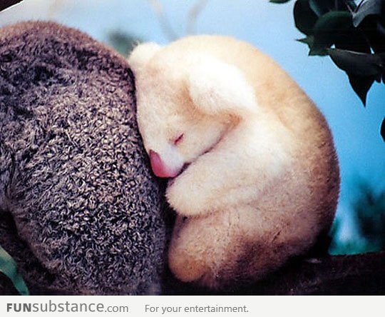 Baby Albino Koala