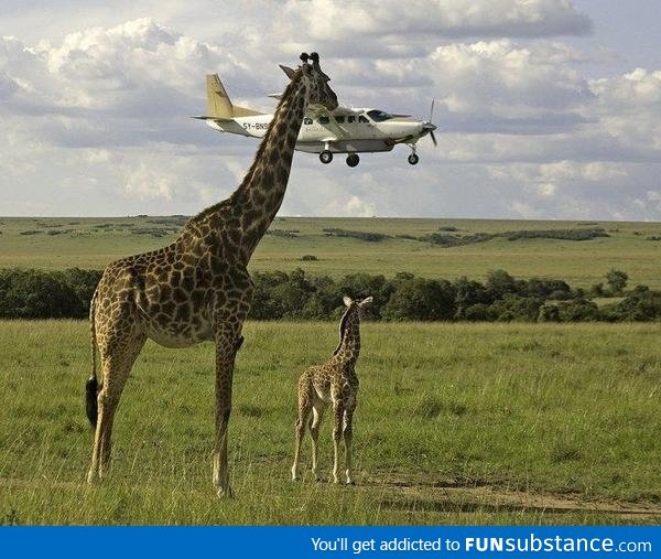 Just a giraffe eating a plane