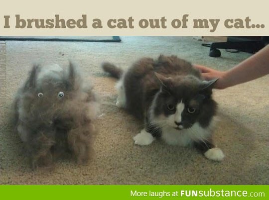 Hairy cat