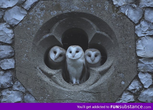 Barn owls at church