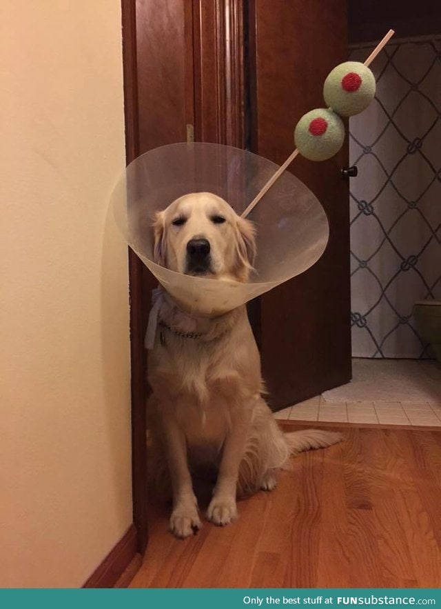 Martini dog is not amused