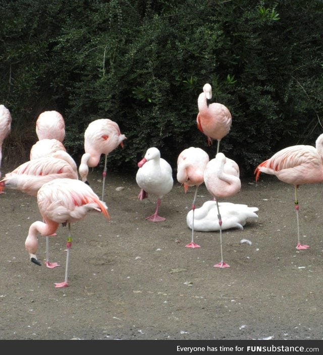 This duck thinks he's a flamingo. "When in Rome..."