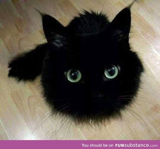 It's like a black cotton ball