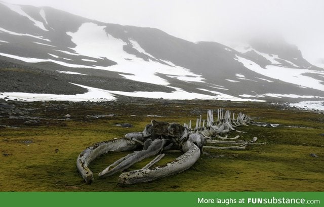 A whale fossil in Antarctica