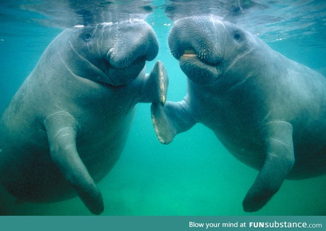 Manatees are no longer endangered!!