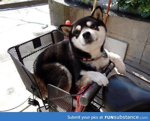 Someone is happy to be in the bike basket