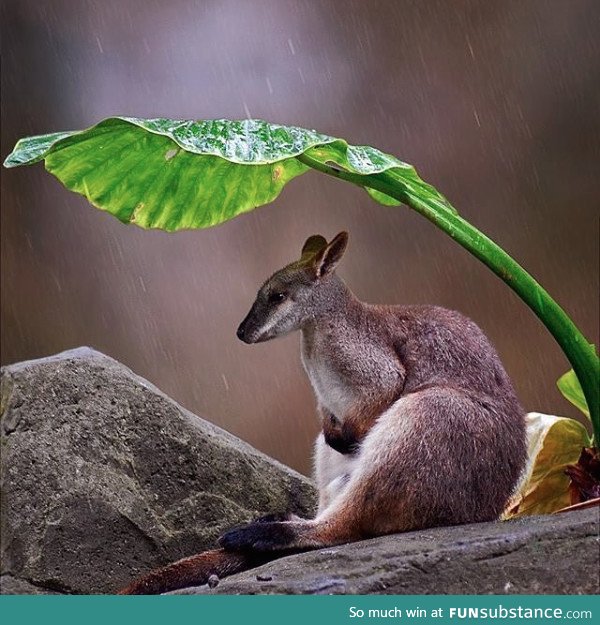 For all those that have been having miserable, rainy days in Sydney, here's a wallaby