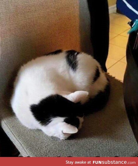 Panda cat