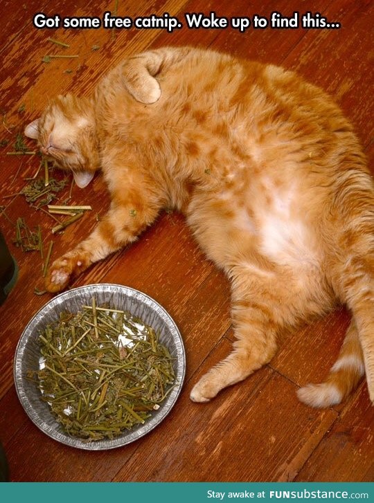 Got that catnip