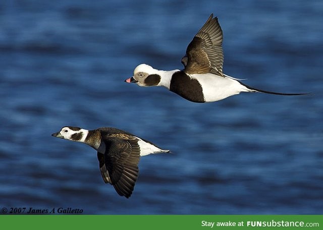 I know most people won't be interested, but this is a long-tailed duck