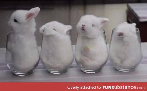 I'll take ten glasses of bunny to go pls