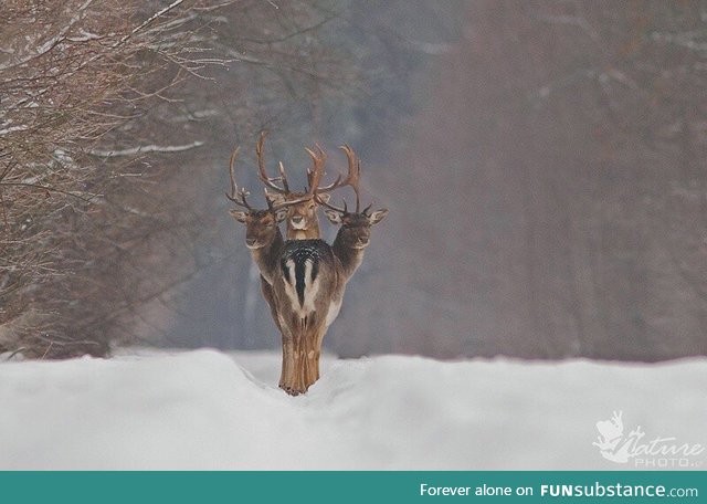 Three deers standing in perfect alignment