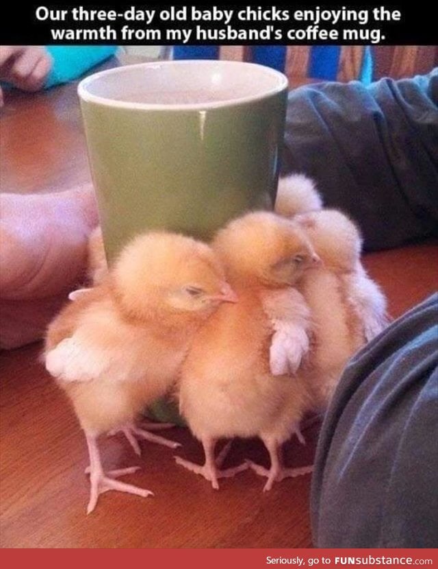 Chicks