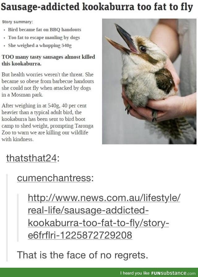 Fat kooka