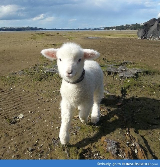 Day 437 of your daily dose of cute: Did you know that sheep are actually evil plotters