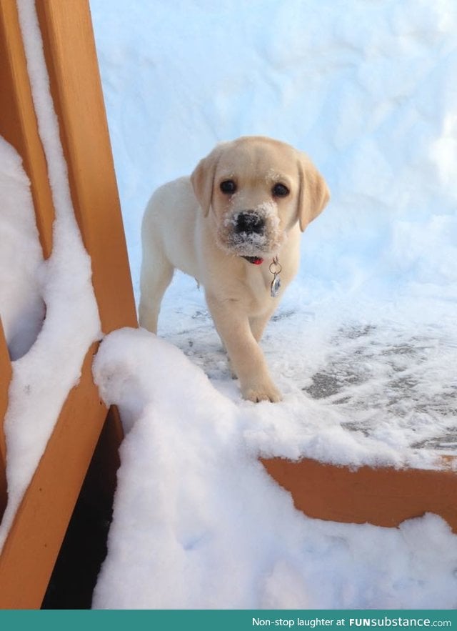 Puppy in snow