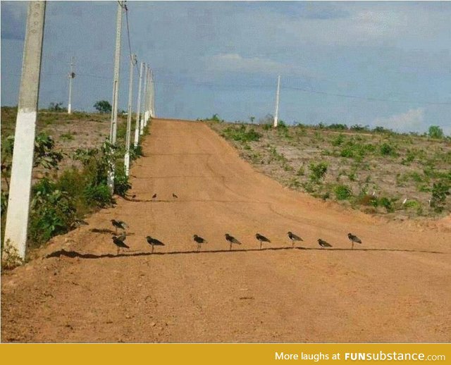 The birds trying to survive in the shadow with 104 °F