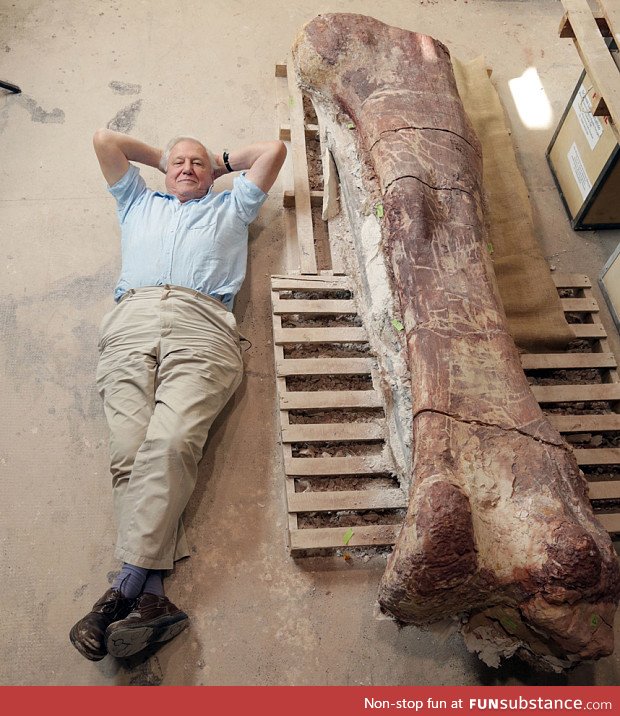 The thigh bone of a Titanosaur, with David Attenborough for scale