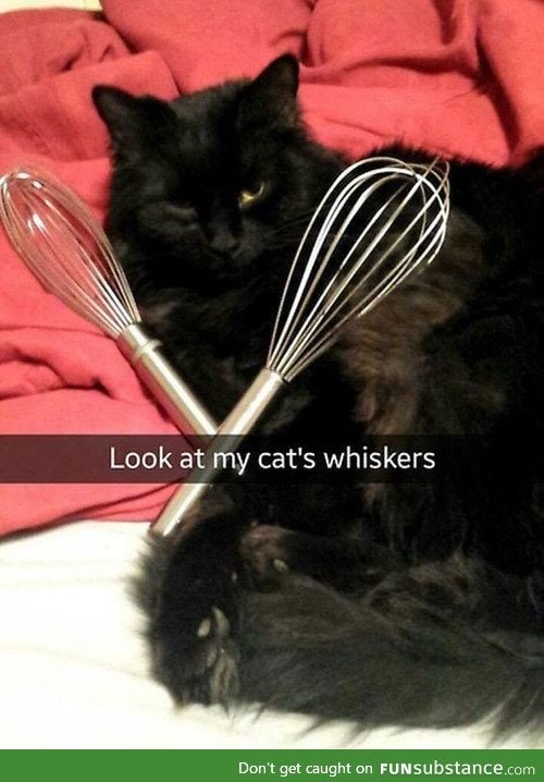 Whiskers