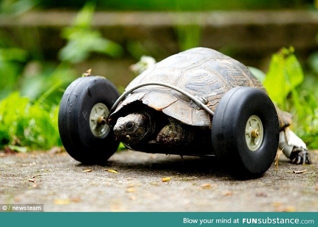 Tortoise fitted with wheels after rat gnaws his front legs