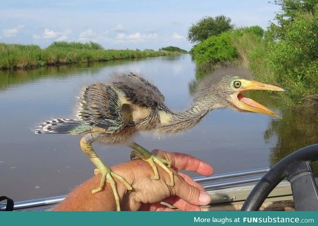 Ever wondered what happened to dinosaurs? This is a baby Blue Heron