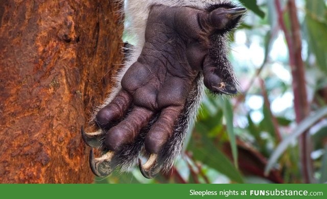 Koalas! They're so cuddly