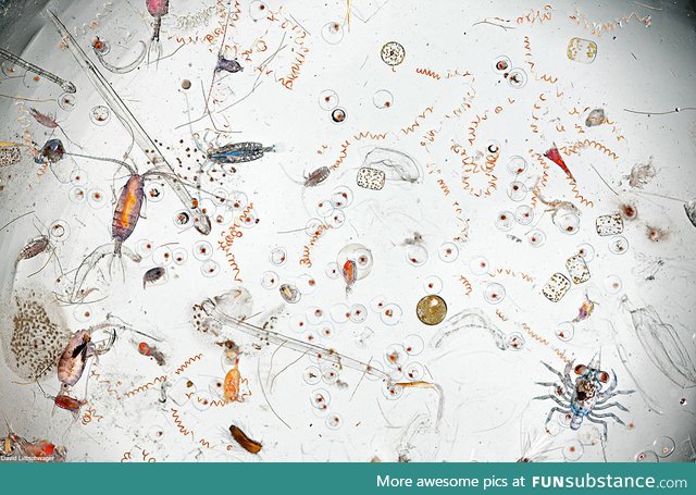 A drop of seawater magnified 25 times