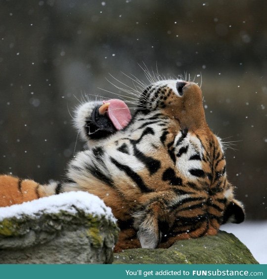 Catching snowflakes