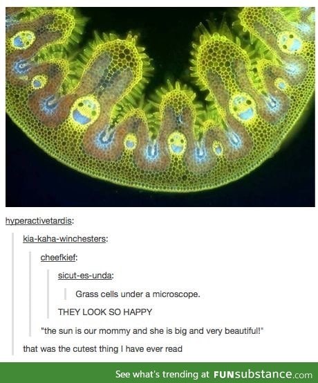 Happy grass cells!