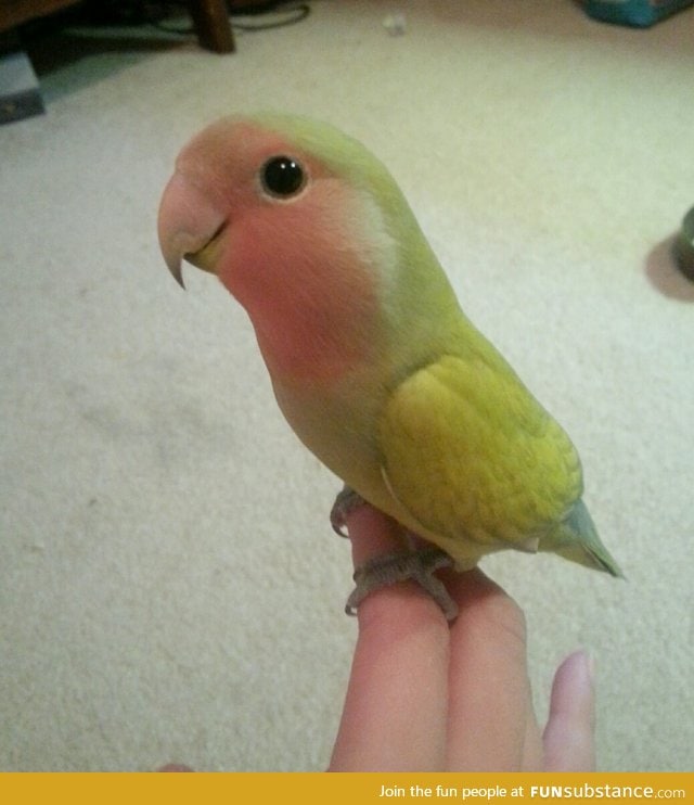 Cutest lovebird ever