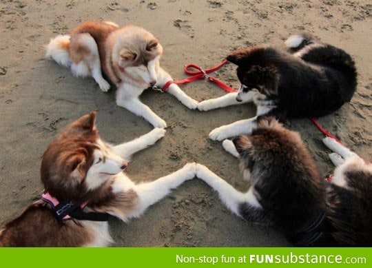 Husky Meeting