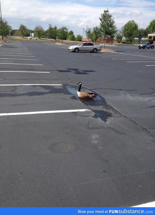 Always be optimistic. Like this goose