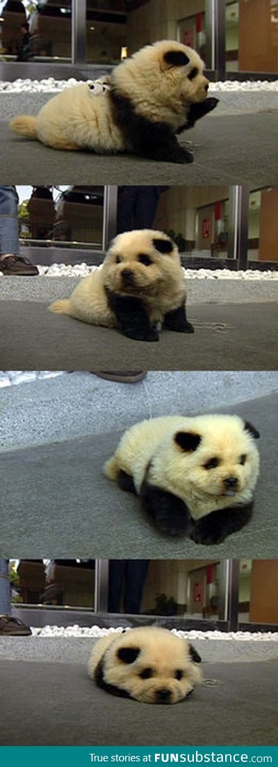 Panda Dog