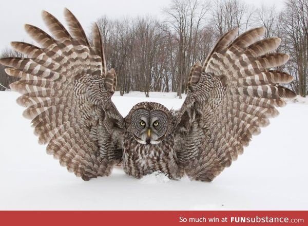 Great, great grey owl