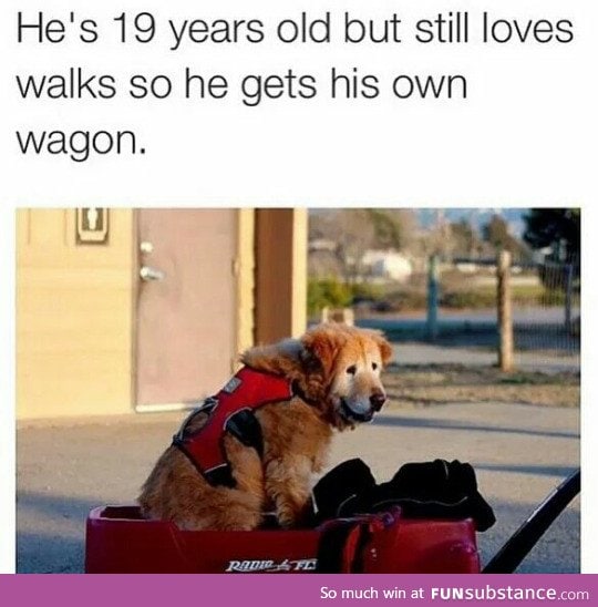 Dogs are too pure