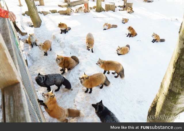 Fox Sanctury in Japan :3