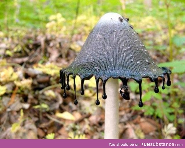 The Inky Cap Mushroom is as interesting as it sounds