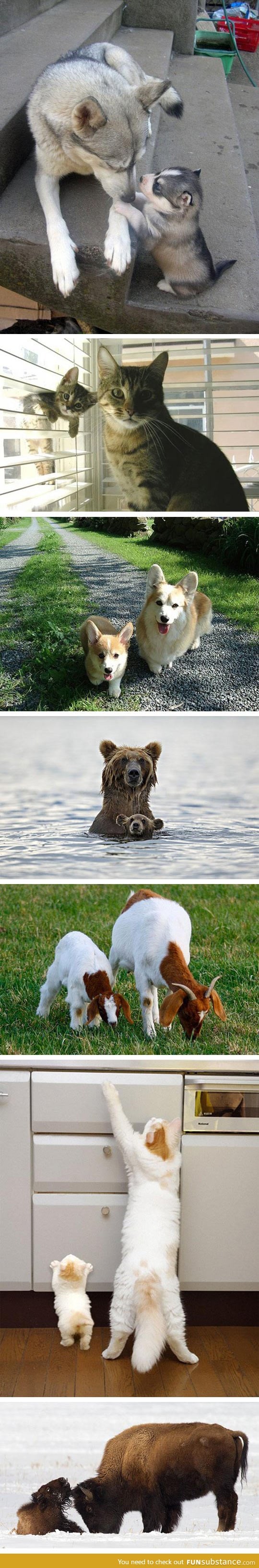 Cute animals and mini versions