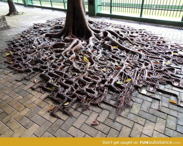 Tree roots growing on top of the pavement