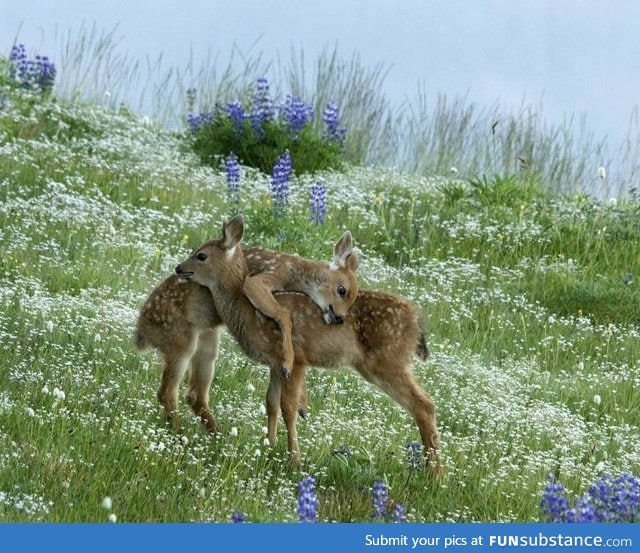 Cutie fawns