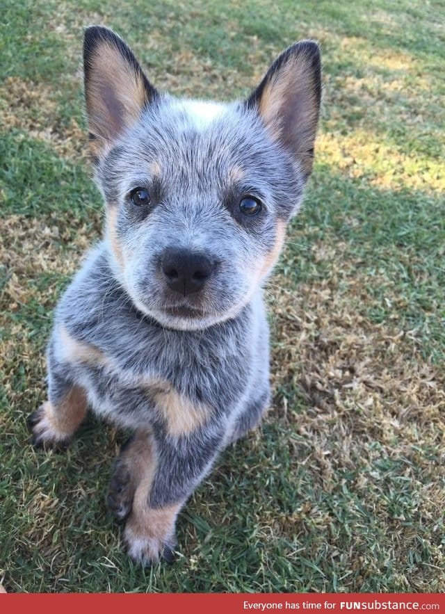 Blue Heeler puppy