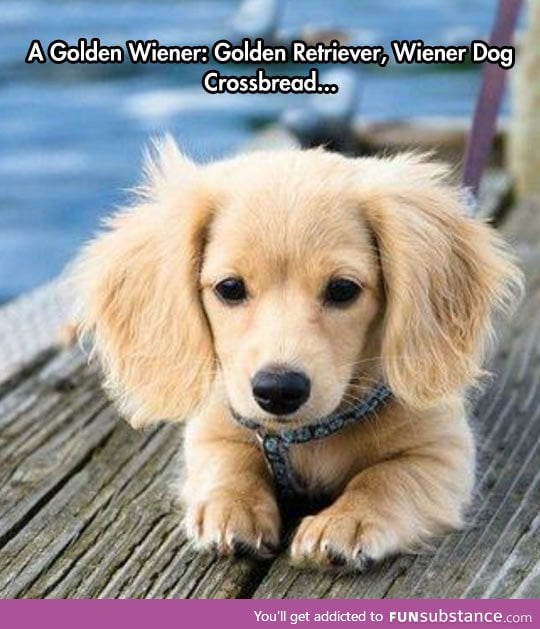 The rare golden wiener