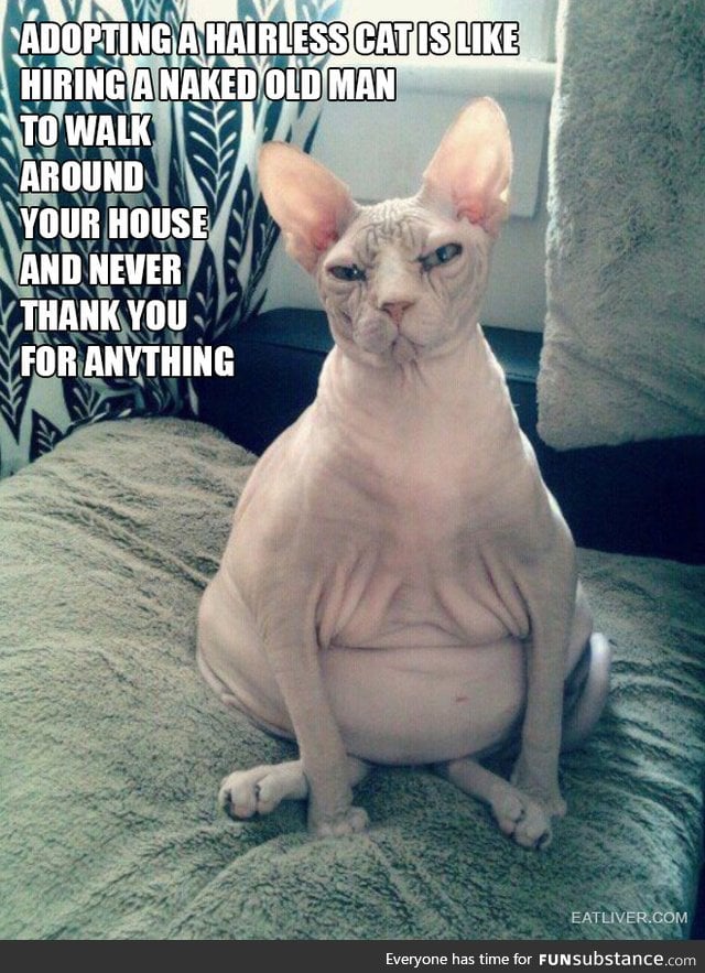 The truth about owning a hairless cat